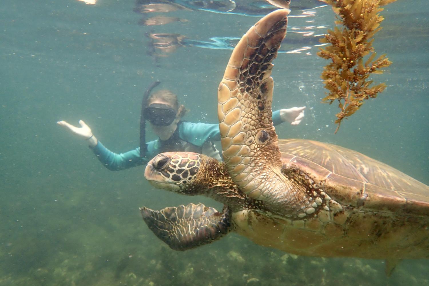 一名<a href='http://b412q.666777777.com'>博彩网址大全</a>学生在Galápagos群岛游学途中与一只巨龟游泳.